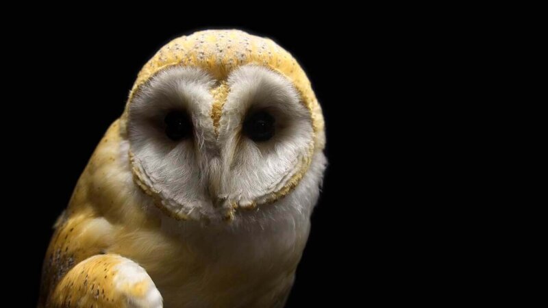 Barn Owl in the dark