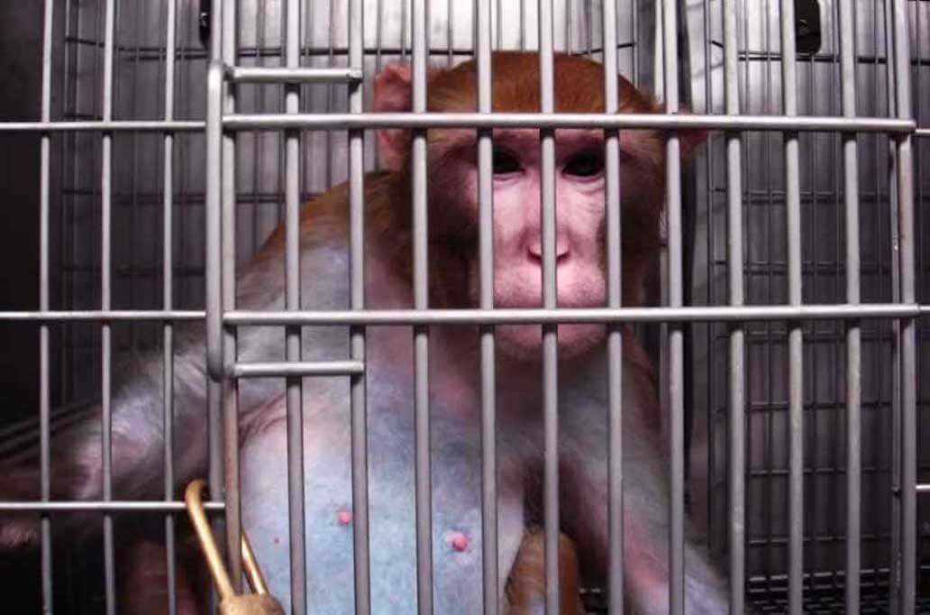 https://headlines.peta.org/wp-content/uploads/2020/07/VIV-monkey-Hope-at-ONPRC-Cropped-VS.jpg