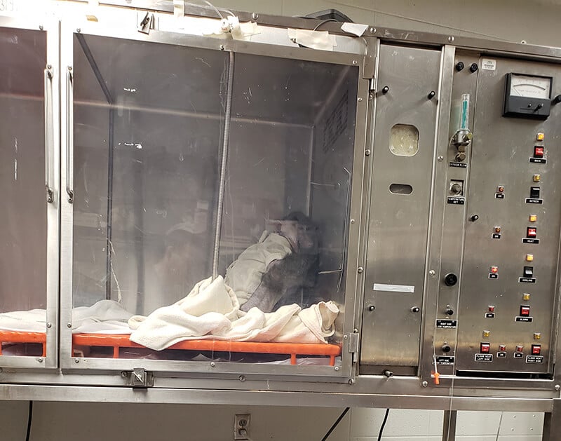 https://headlines.peta.org/wp-content/uploads/2020/08/Baboon-in-University-of-Alabama-Lab.jpg