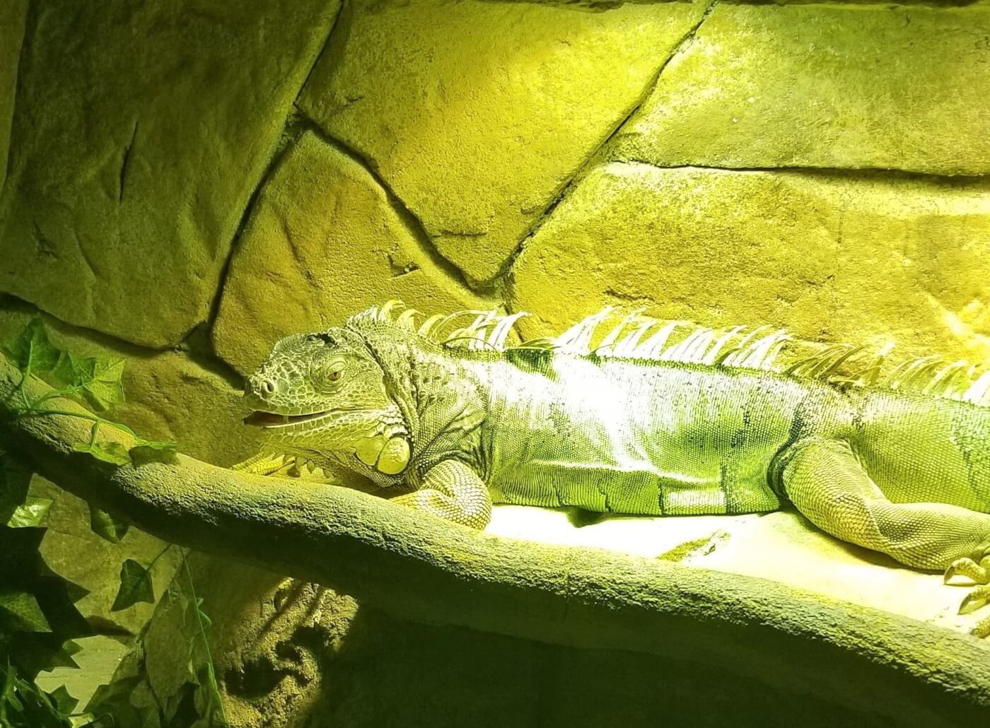 photo of iguana at seaquest