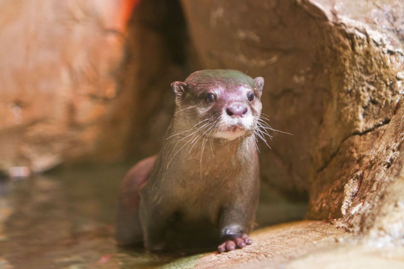 photo of seaquest otter