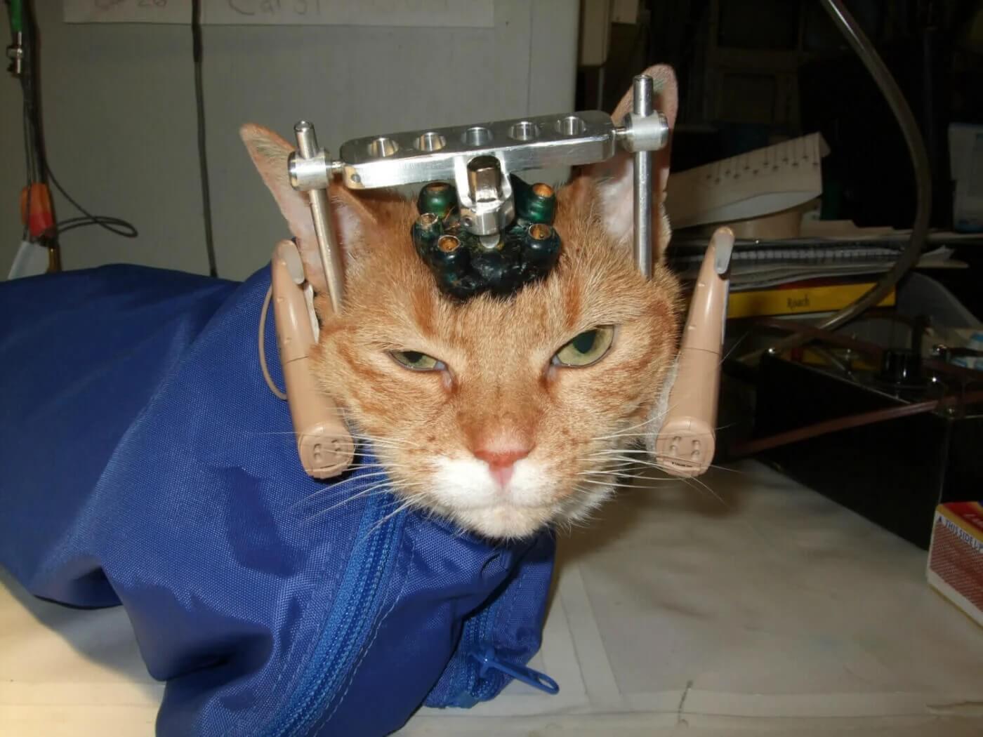 Let's End All Experiments on Animals! PETA Action