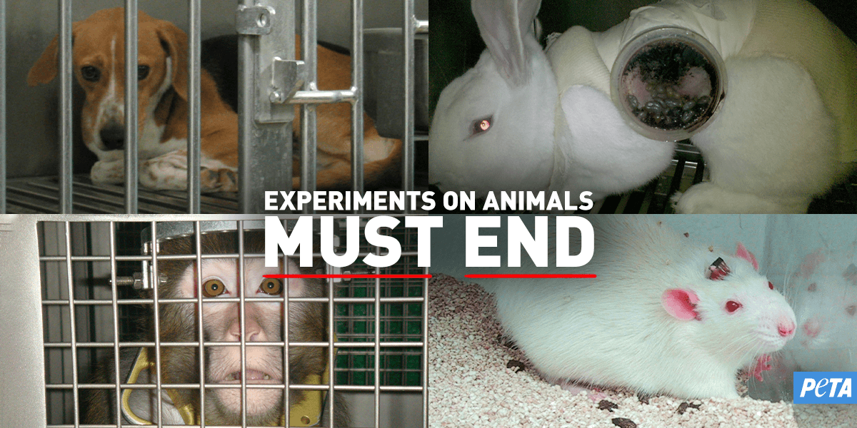 animal experiments failure