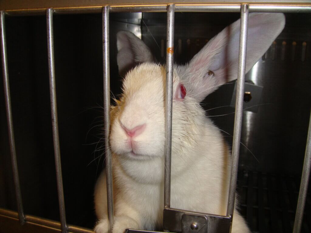 White rabbit trapped in a cage