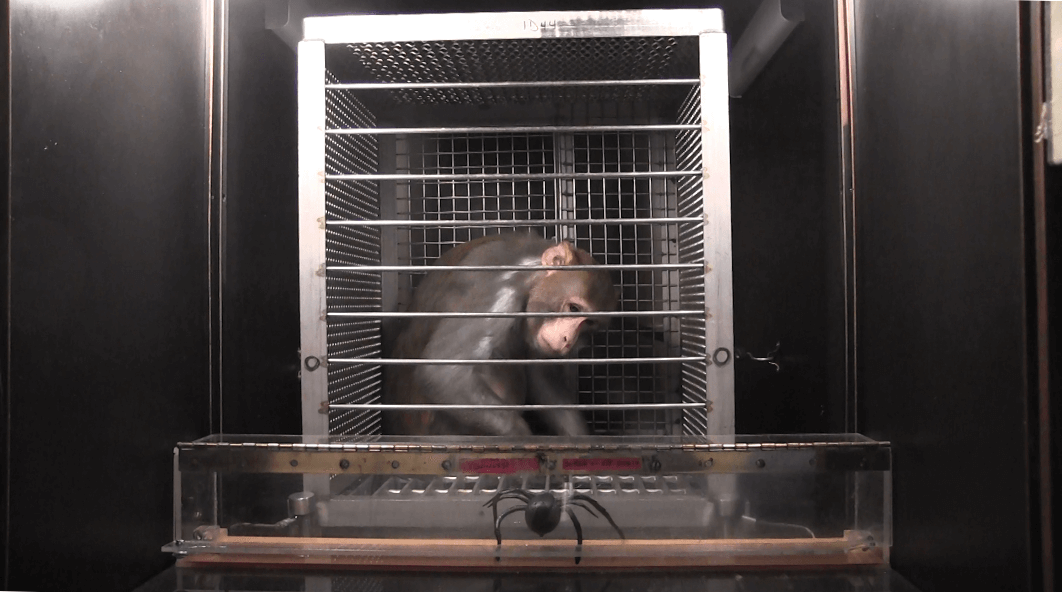 A monkey used by Elizabeth Murray in a fright experiment, with a fake spider placed in front of the cage the monkey is in.