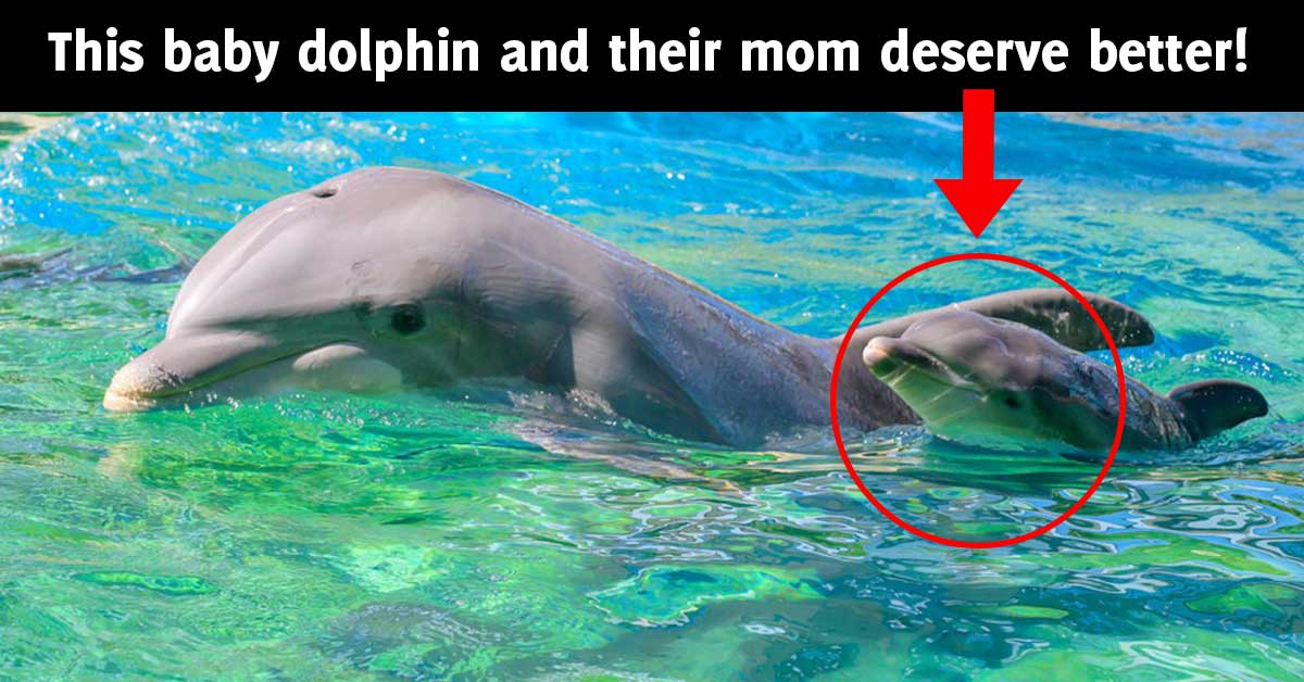 1200px x 628px - Another Dolphin Born at SeaWorld, Doomed to Cramped Tank | PETA
