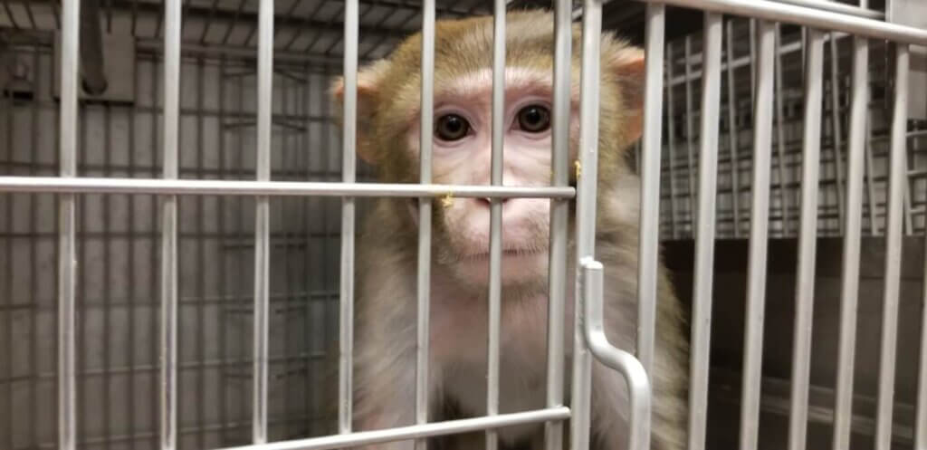 NIH: Shut Down The National Primate Research Centers | PETA