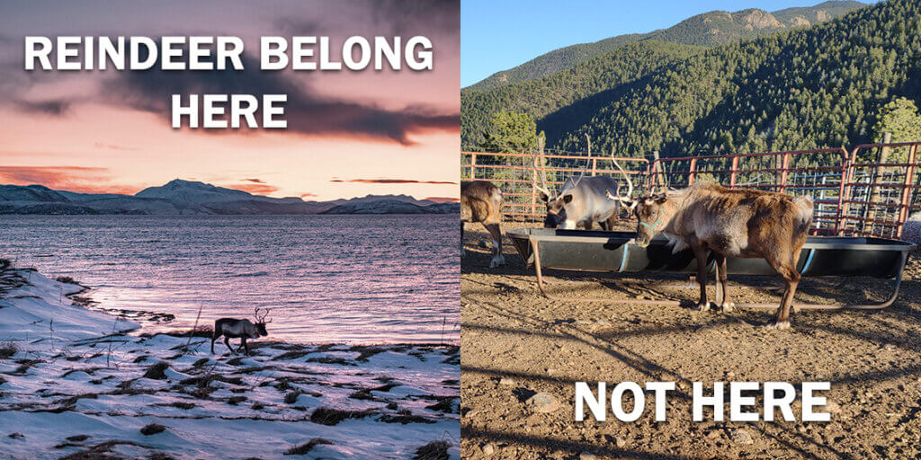 Reindeer belong in the wild, not at Christmas events