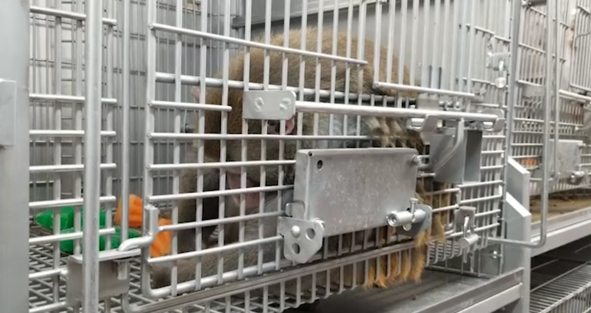 NIH: Shut Down The National Primate Research Centers | PETA