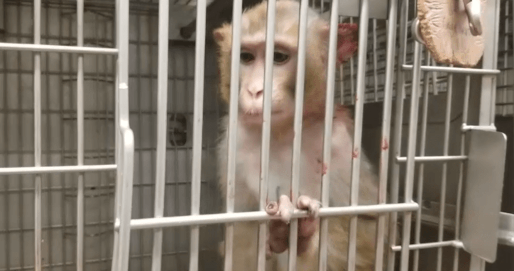 NIH: Shut Down the National Primate Research Centers | PETA