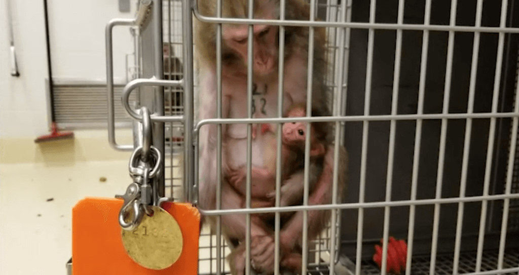 https://headlines.peta.org/wp-content/uploads/2020/11/VIV-Monkeys-Primates-Baby-Mother-Infant-NPRC-Nursing-VS-1024x543.png