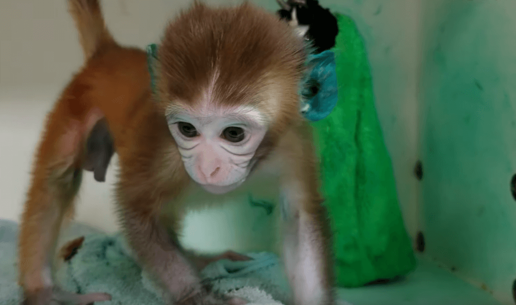 https://headlines.peta.org/wp-content/uploads/2020/11/VIV-Wisconsin-National-Primate-Research-Center-WNPRC-NPRC-infant-monkey-baby-primate-tattoo-ink-ears-VS-1024x607.png