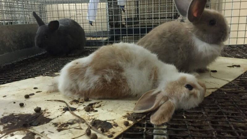 never buy animals like rabbits as pets heres why