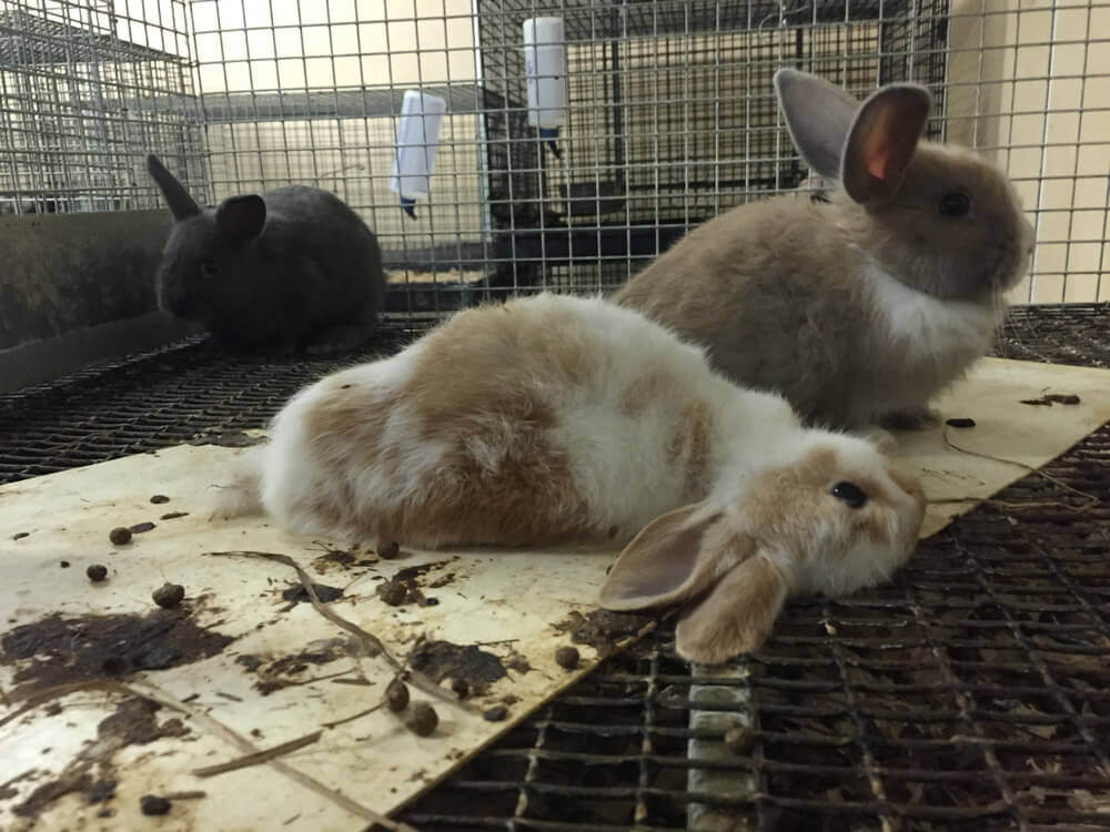 never buy animals like rabbits as pets heres why