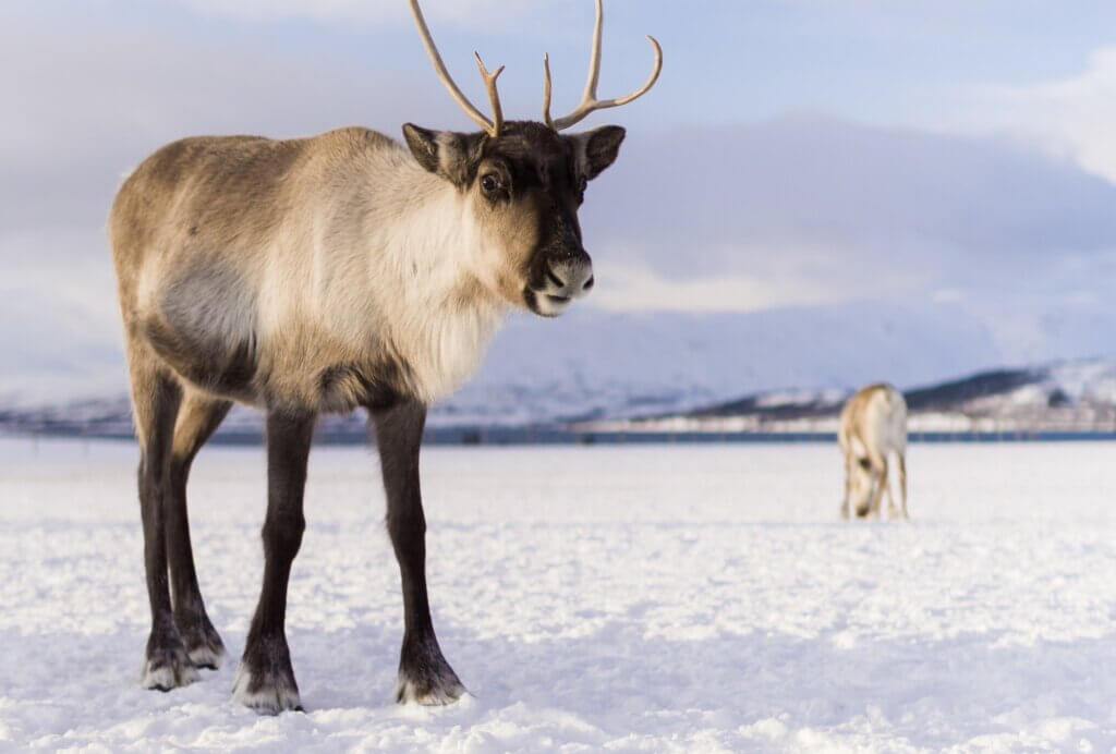 A young reindeer standing on snow
