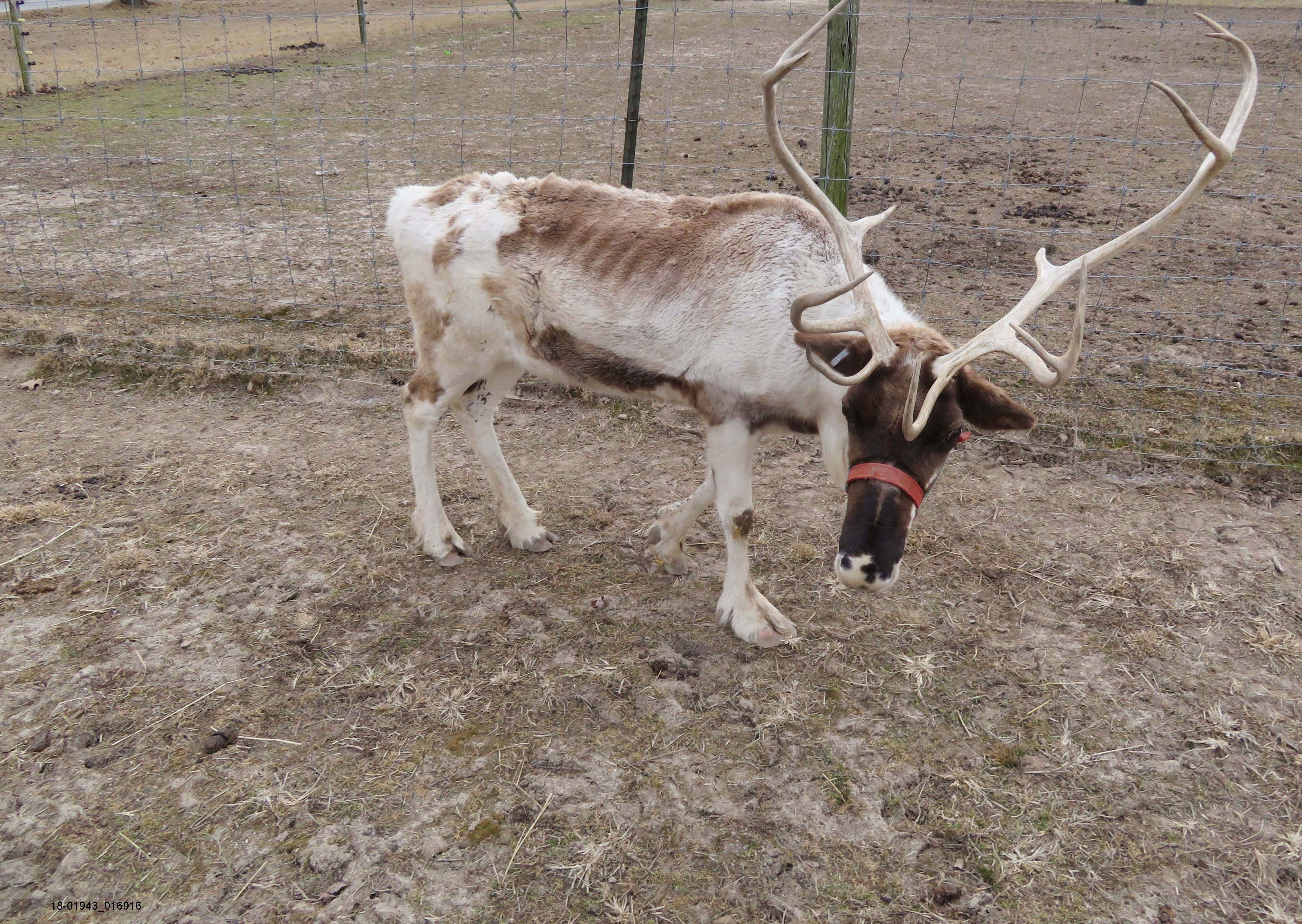 A thin reindeer, who may have been used for Christmas events