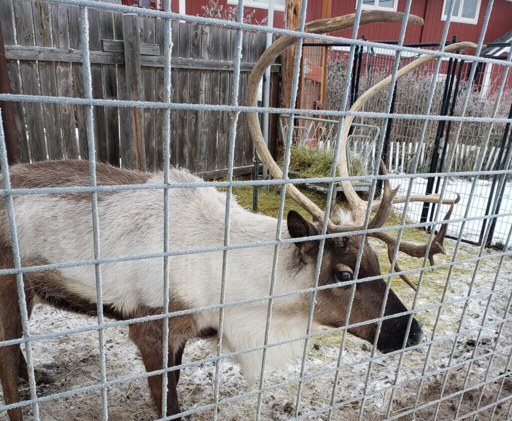 A reindeer who may have been used for Christmas events