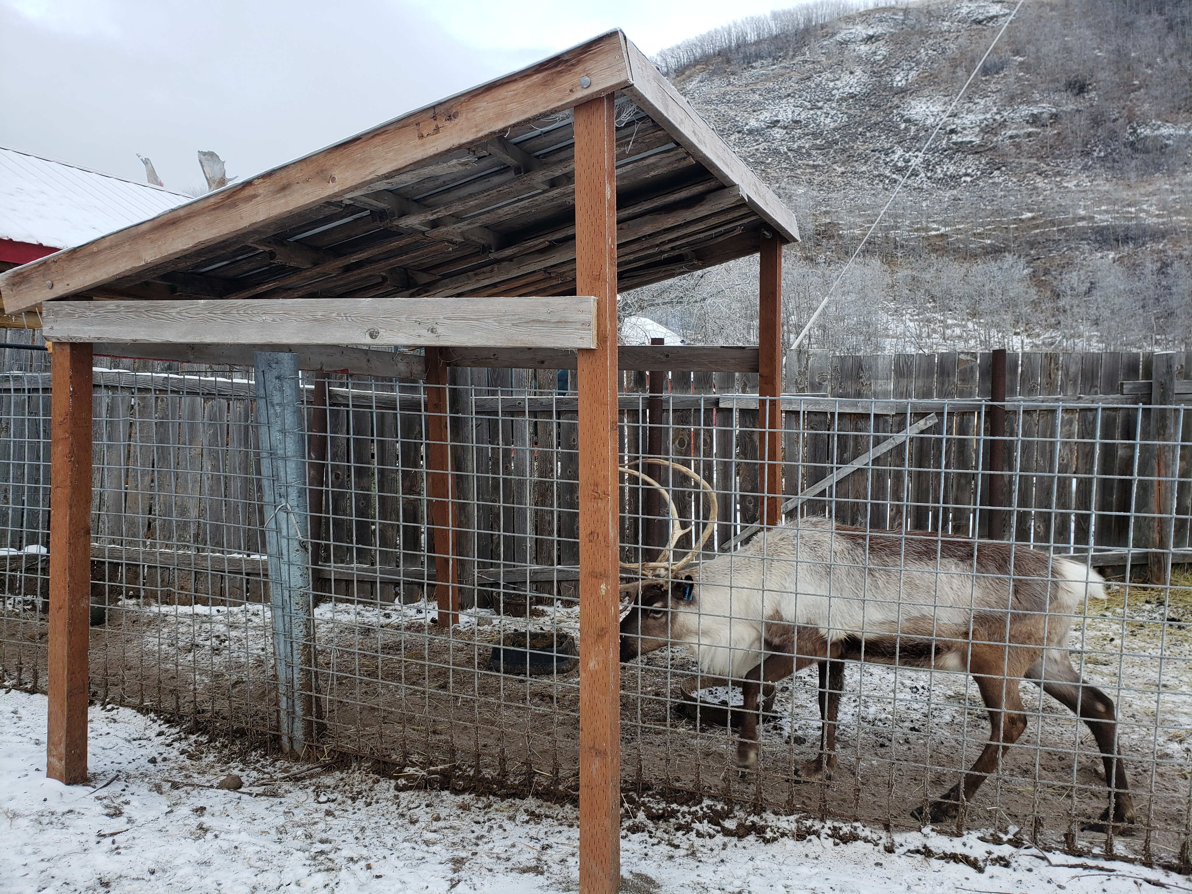 A reindeer in a pen, who may have been used for Christmas events