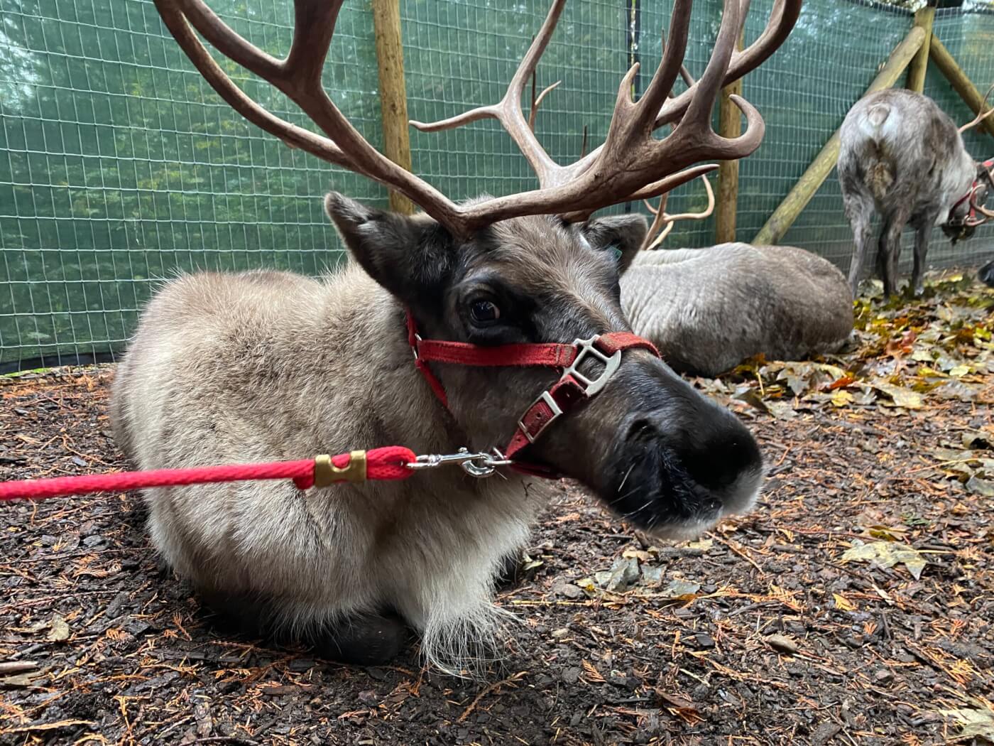 Christmas Events Are Anything but Merry for Reindeer | PETA