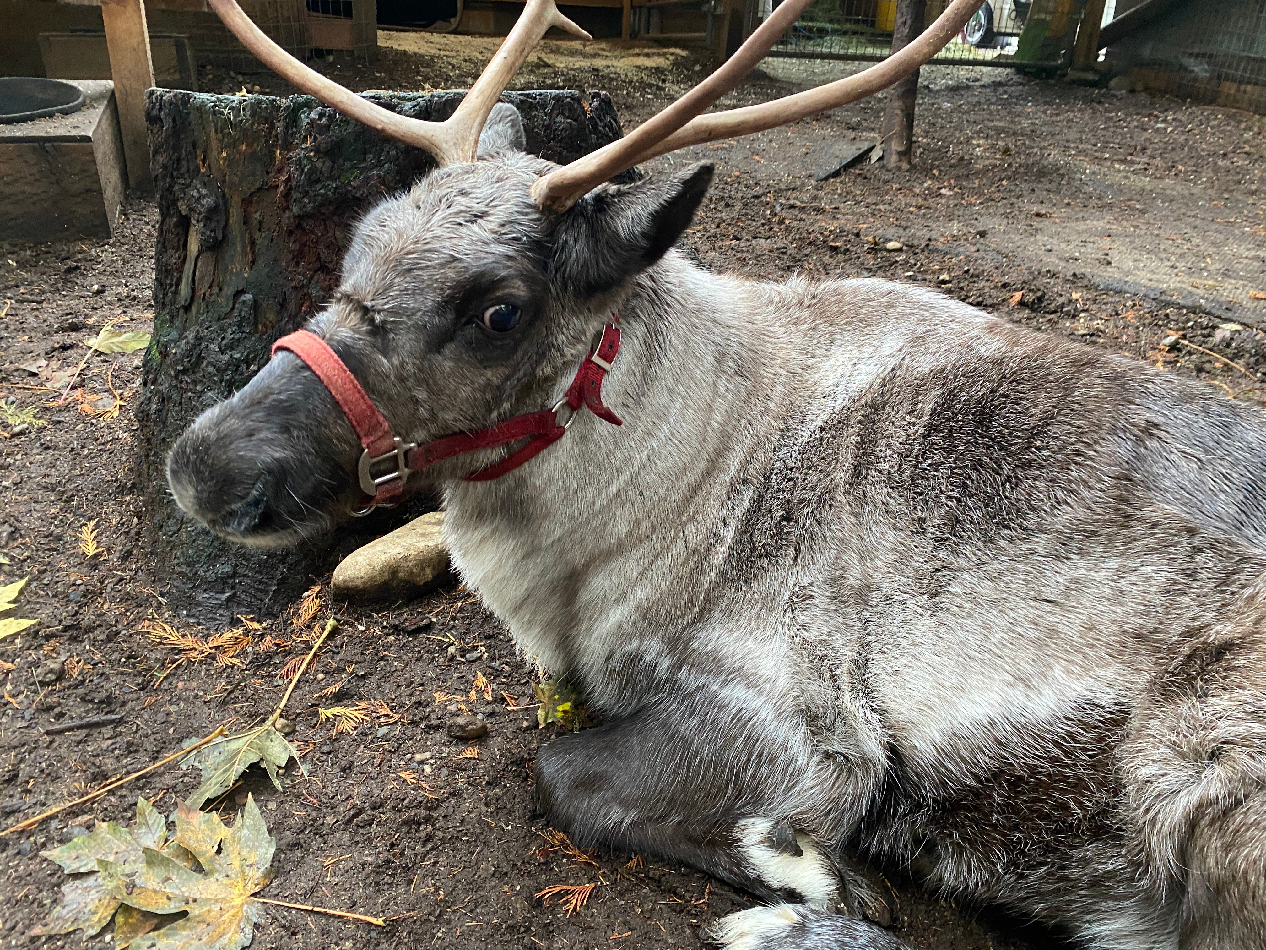 A reindeer laying down, who may have been used for Christmas events