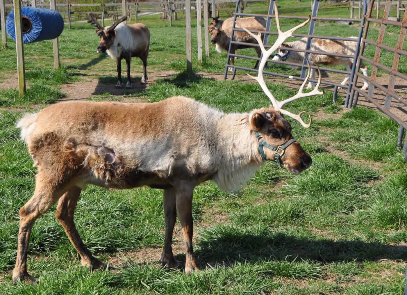 A reindeer with a bald patch, who may have been used for Christmas events