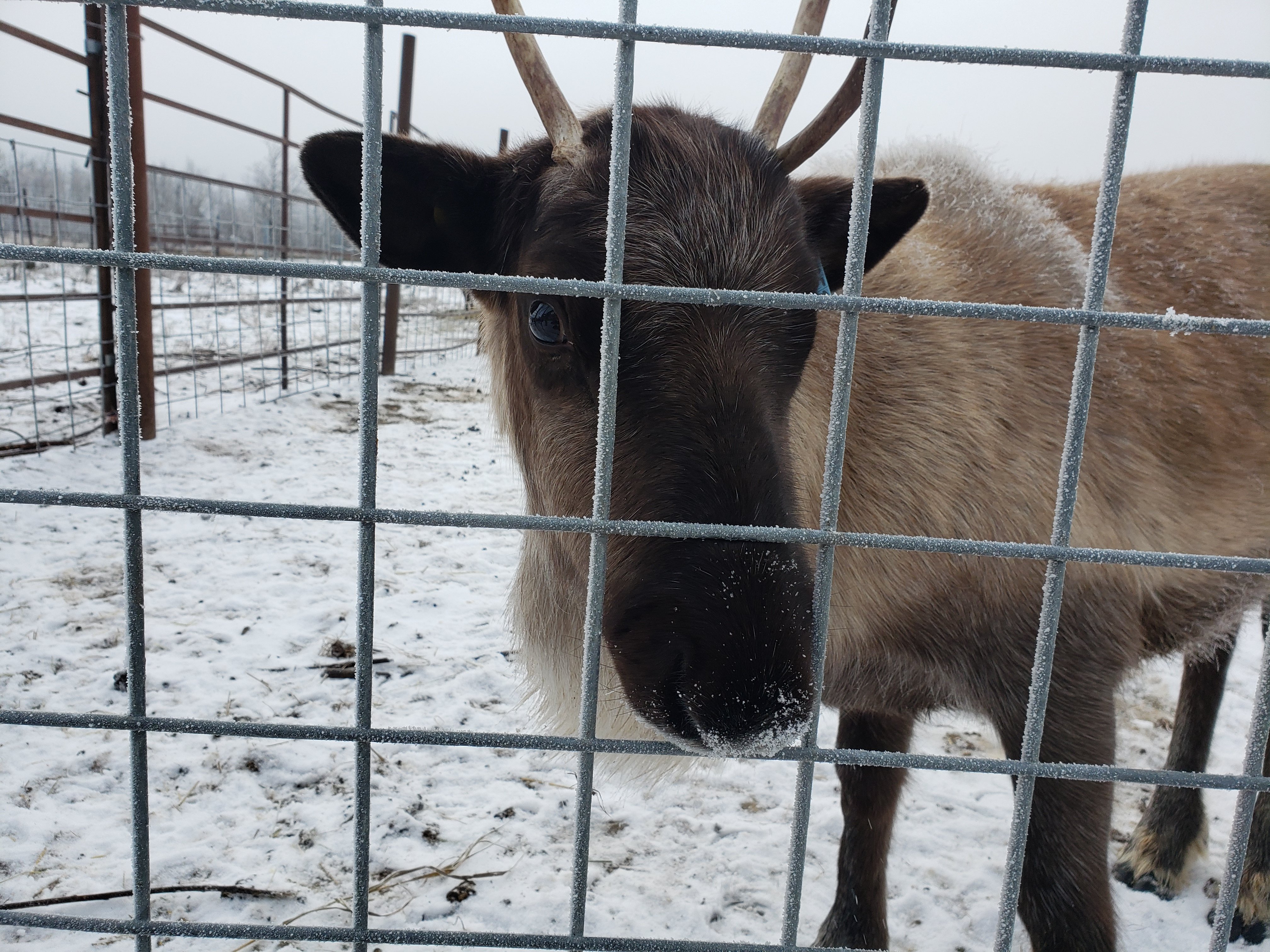A reindeer in a snowy pen, who may have been used for Christmas events