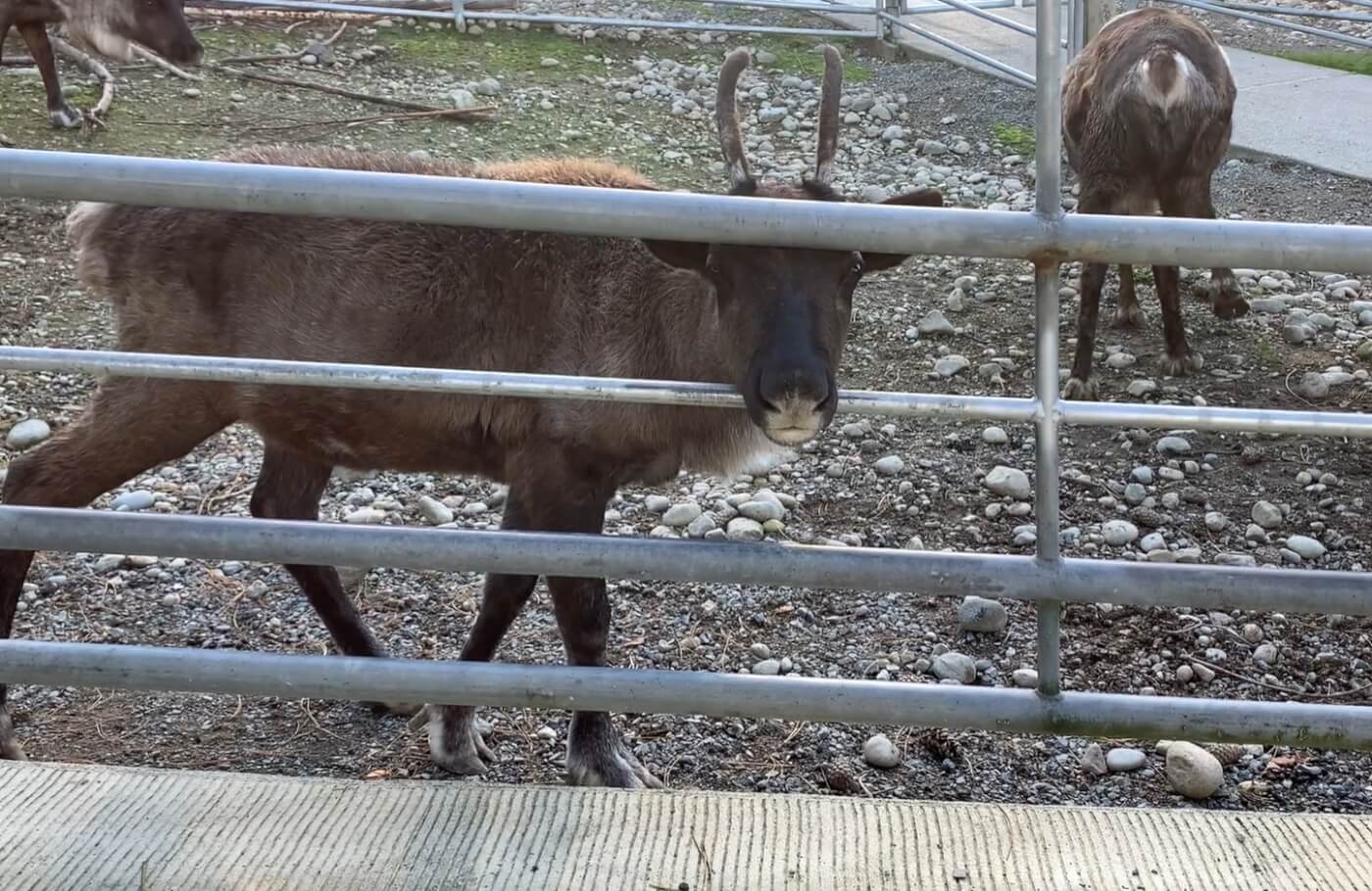 Two reindeer in a pen, who may have been used for Christmas events