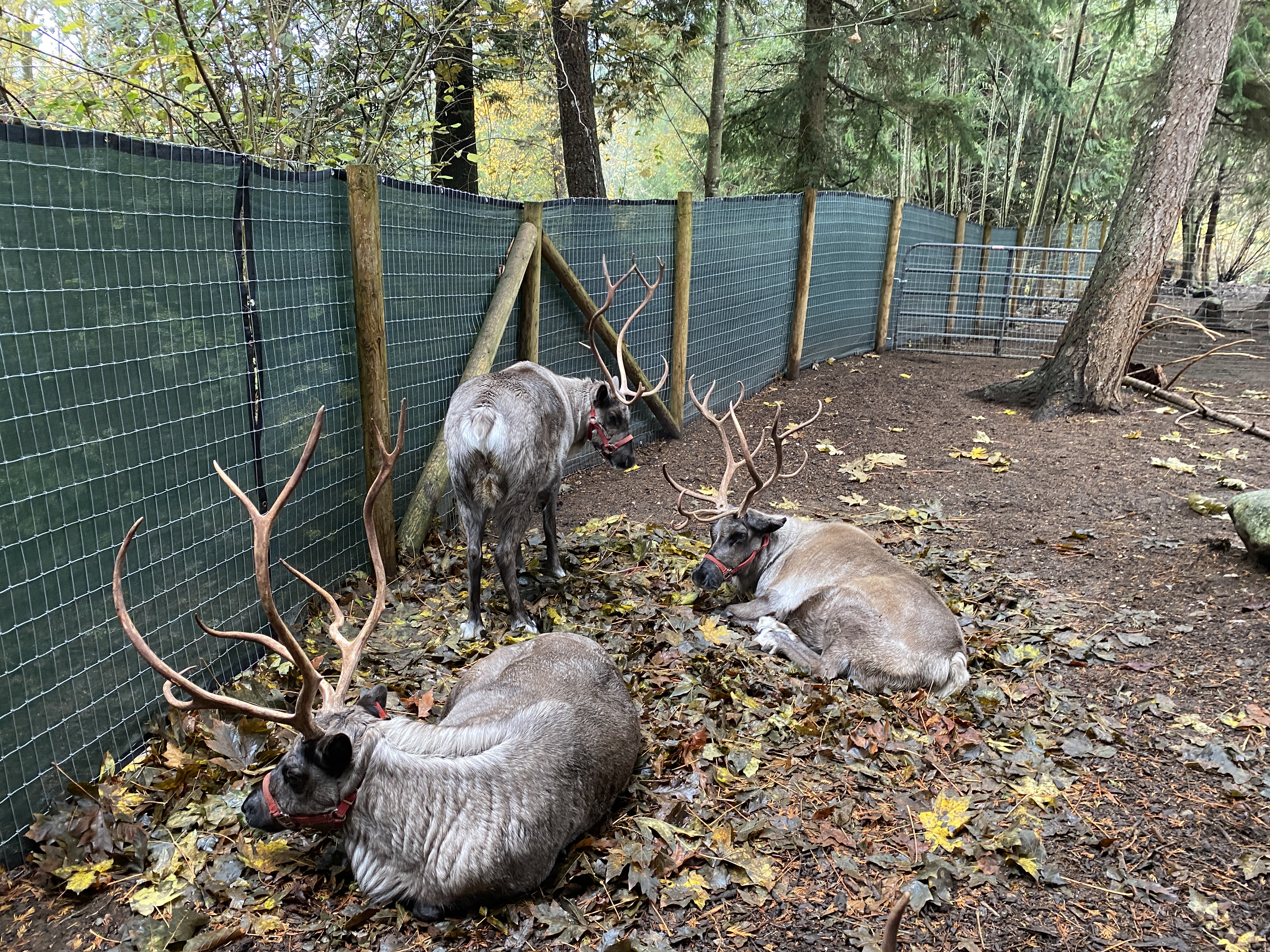 Reindeer in a pen, who may have been used for Christmas events