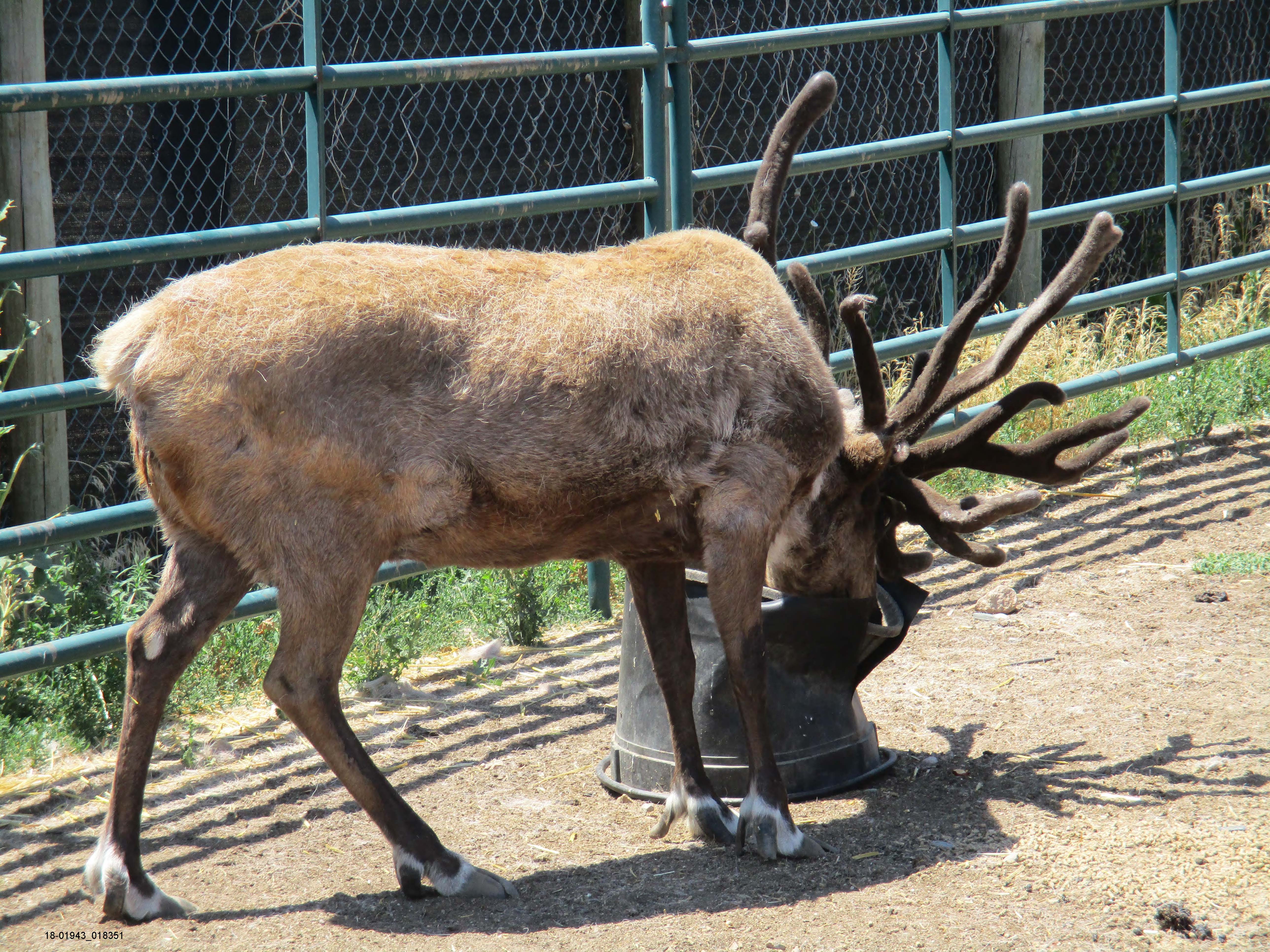 A reindeer with hooves that are too long, who may have been used for Christmas events