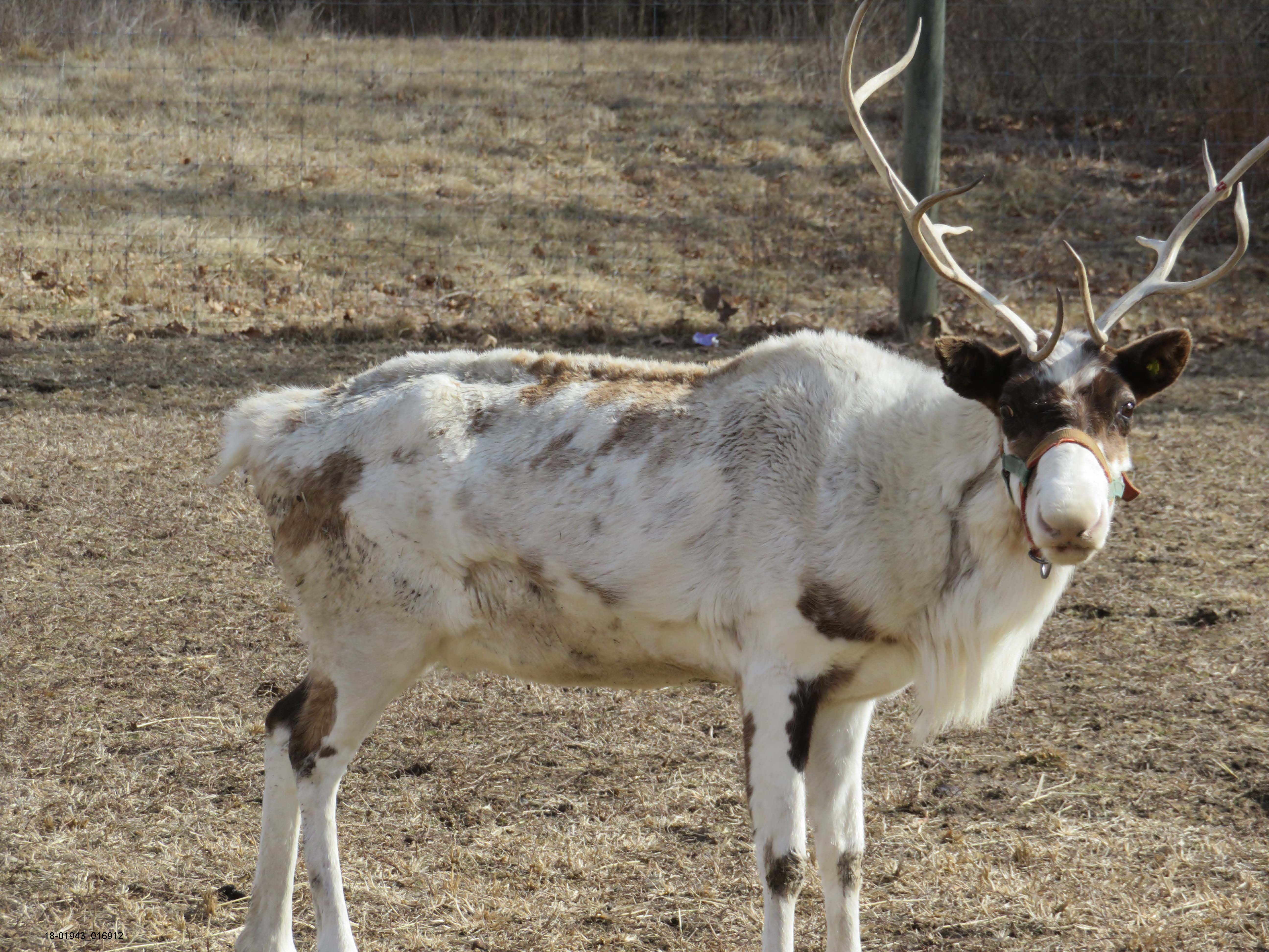 An underweight reindeer, who may have been used for Christmas events