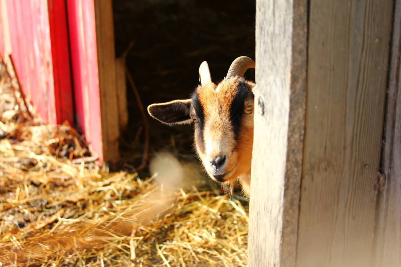 A rescued goat at Chenoa Manor farm sanctuary, looking out of a barn