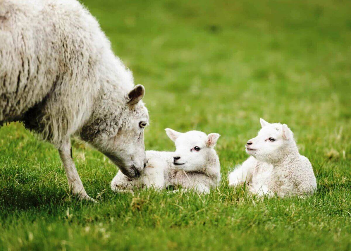 A sheep nuzzling two lambs in the grass