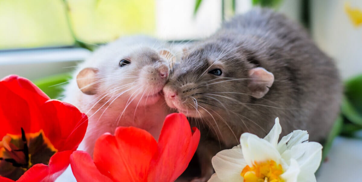 Two happy rats nuzzling each other