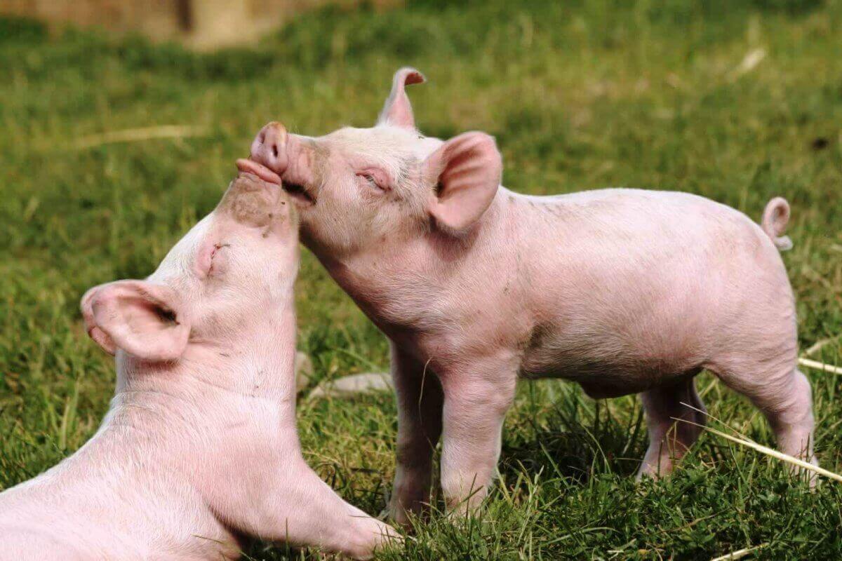 Two happy piglets in the grass nuzzling each other