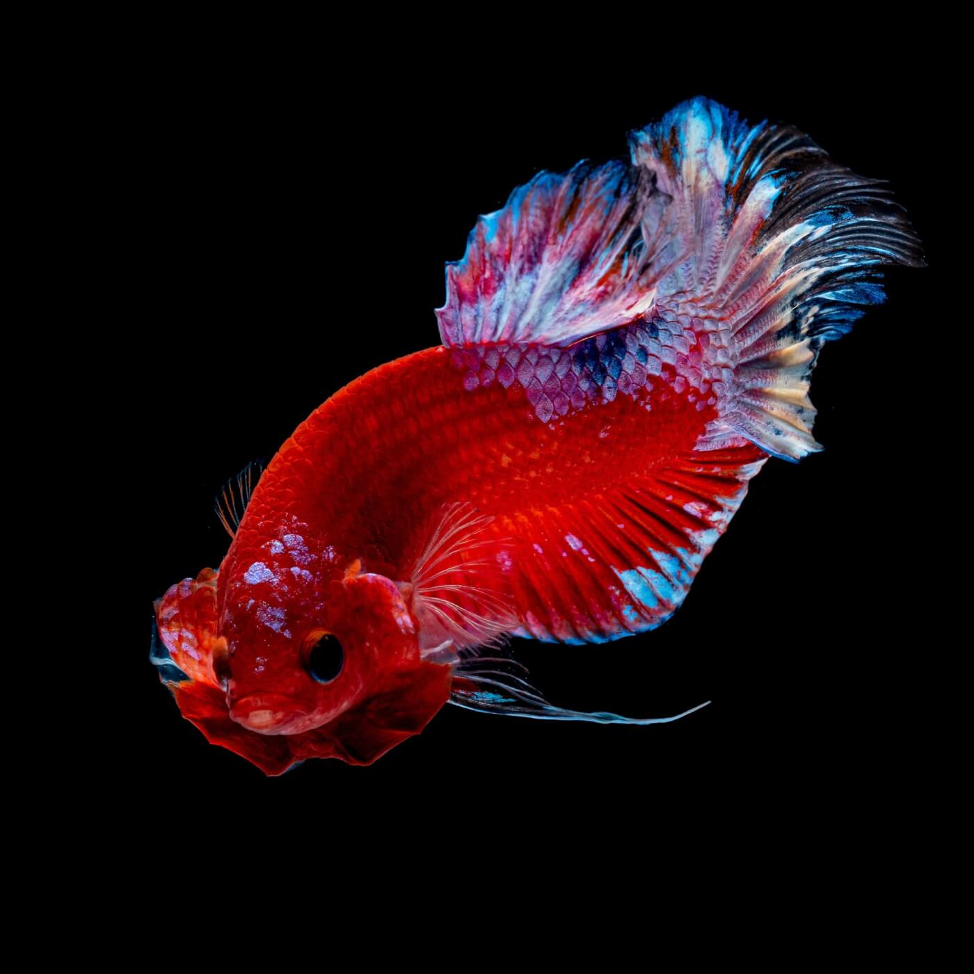 help fish take action now betta in pet trade