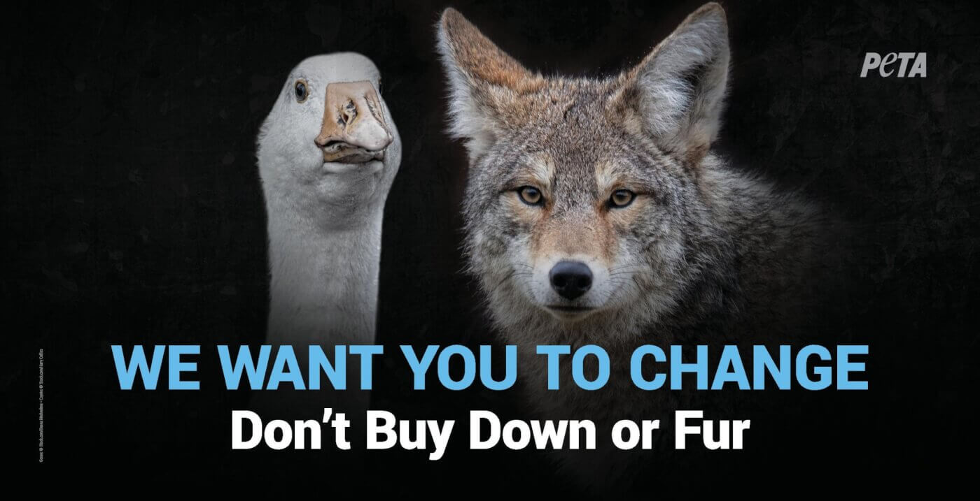 Take Action Now Let’s End Canada Goose Cruelty! PETA