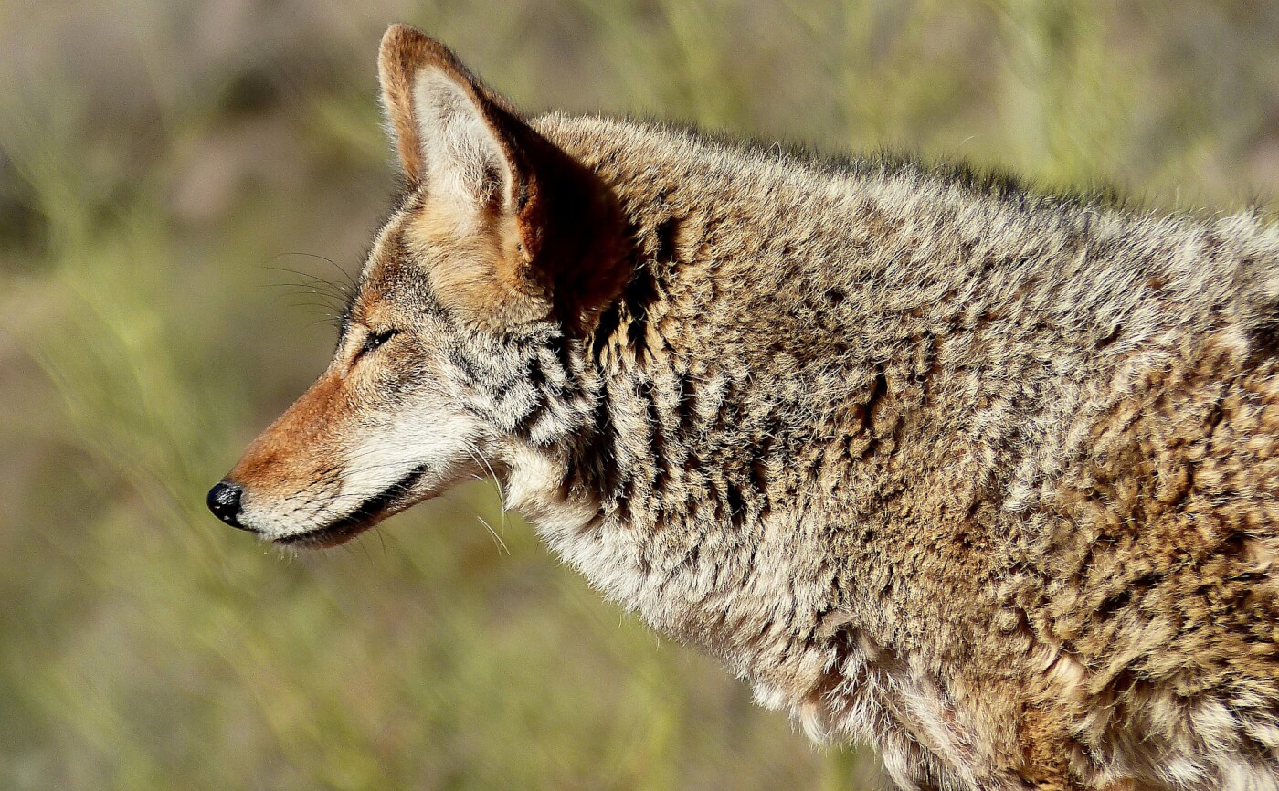 Take Action Now Let’s End Canada Goose Cruelty! PETA