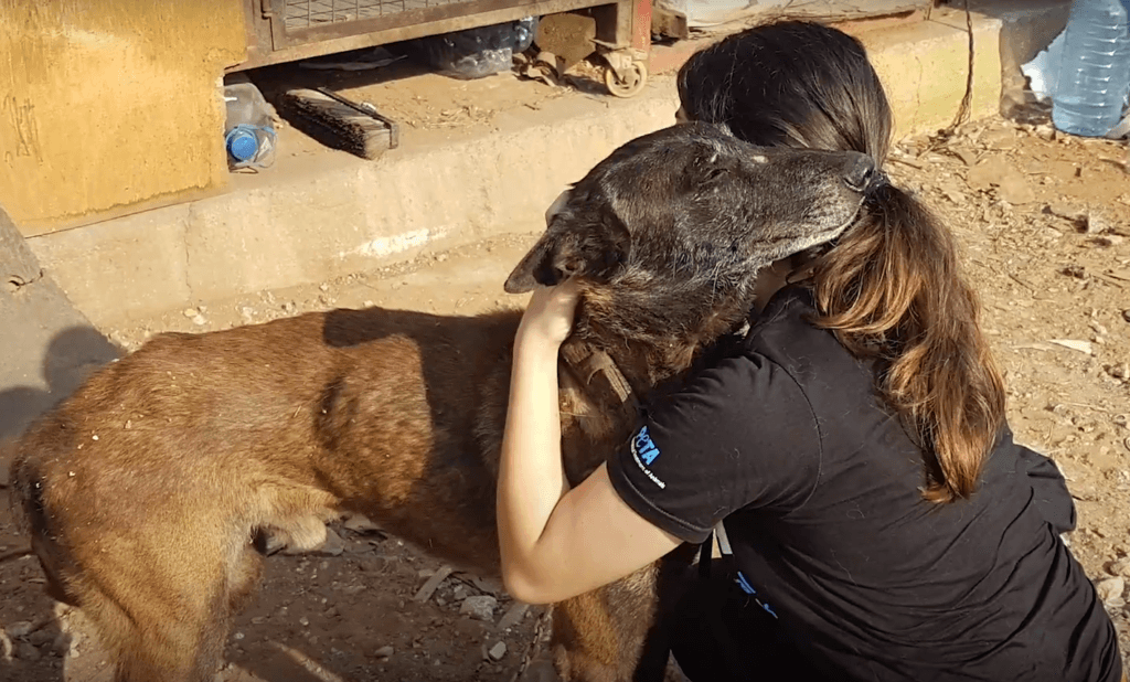 https://headlines.peta.org/wp-content/uploads/2021/05/Arrow-Dog-Being-Rescued-PETA-1024x618.png
