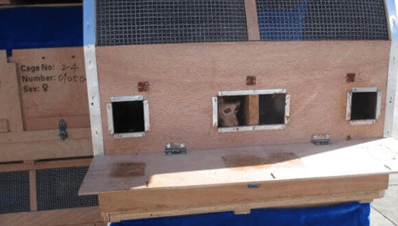 Monkey peering outside of shipping crate