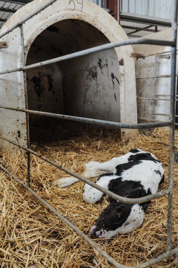 Mothers And Babies Die For Dairy Take Action To Help Cows SOS