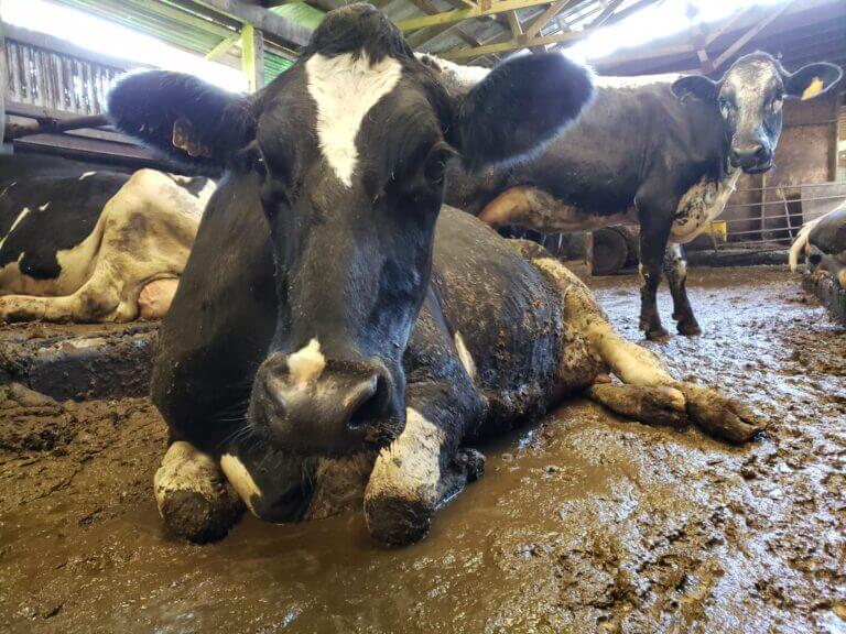 https://headlines.peta.org/wp-content/uploads/2021/05/cow-in-mud-and-feces-768x576-1.jpg