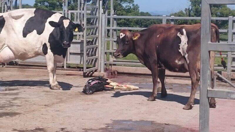 https://headlines.peta.org/wp-content/uploads/2021/05/cows-with-dead-calf-on-dairy-farm-in-australia.jpg