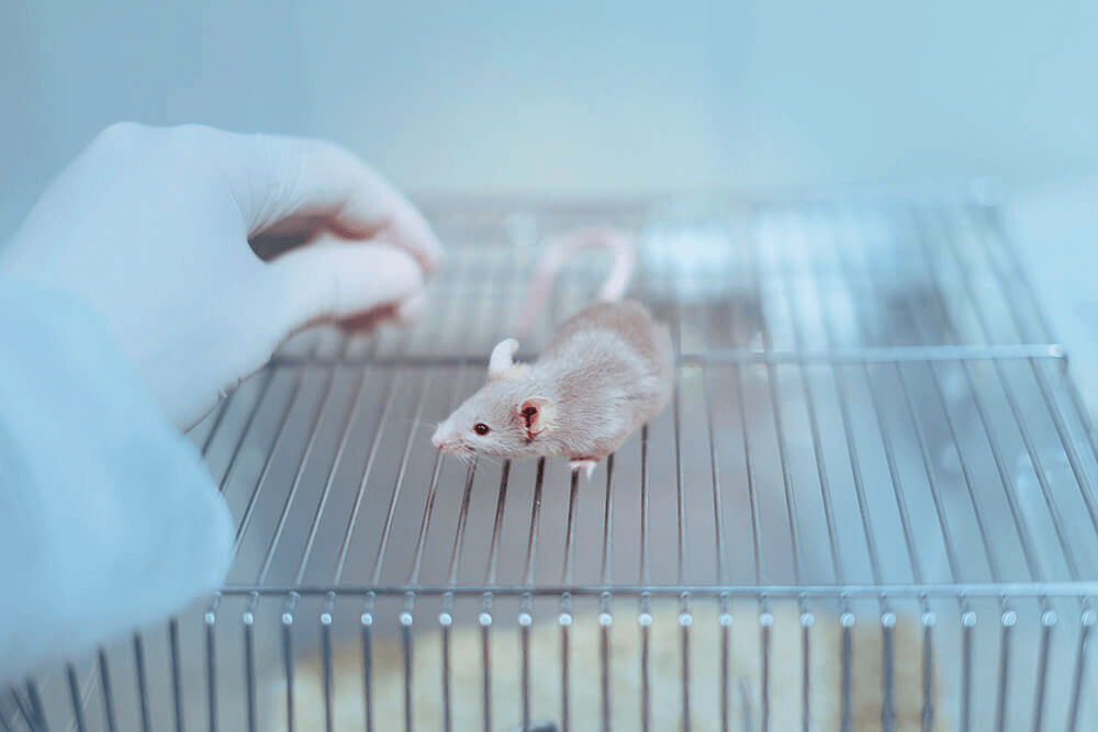 A mouse on top of a cage, with a white gloved hand reaching for them.