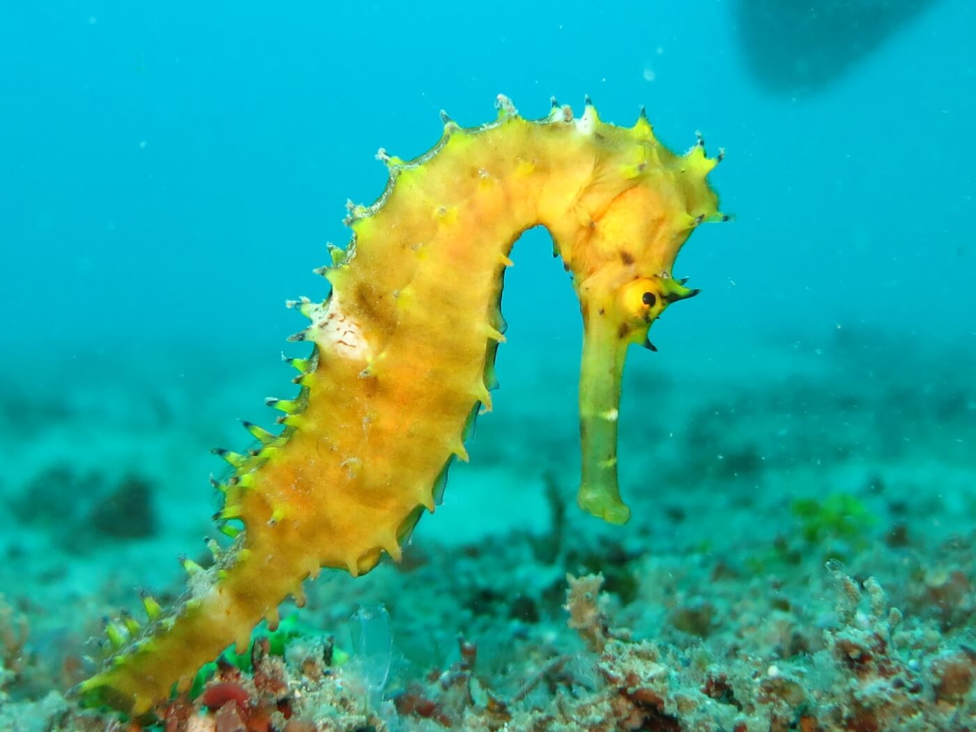 fish are superior beings seahorse
