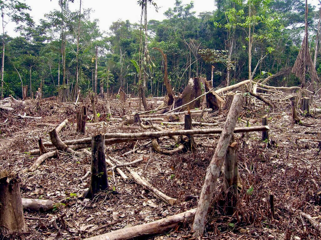 Slash and burn agriculture in the Amazon.