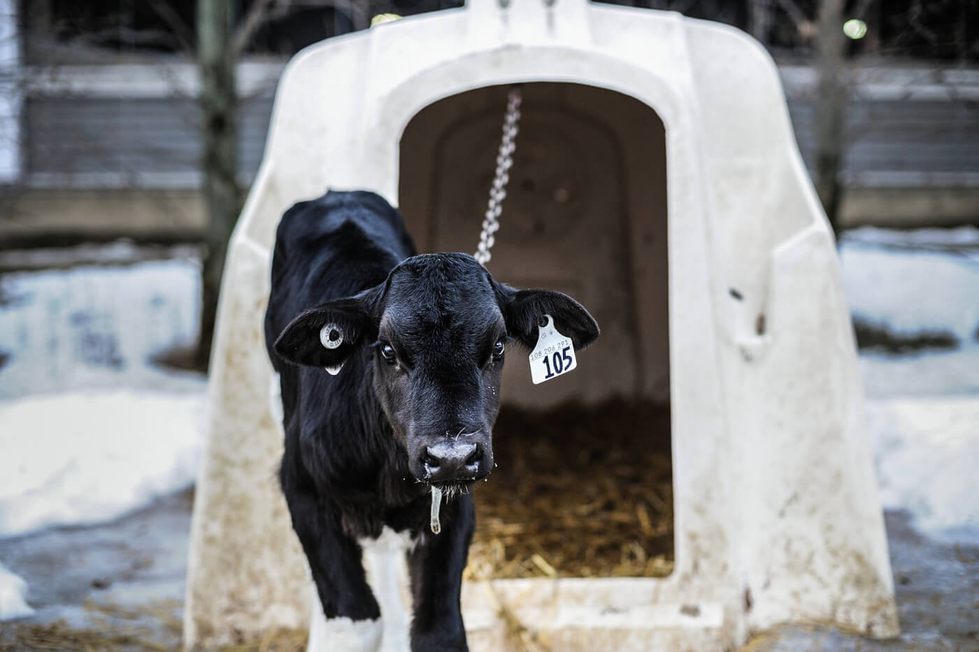 A calf chained to a veal crate throughout the cold winter.