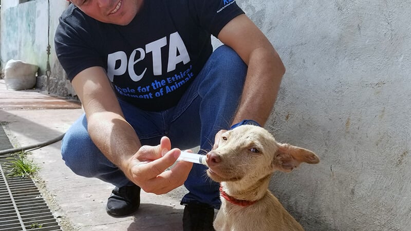 A dog is given deworming medication in Mexico.