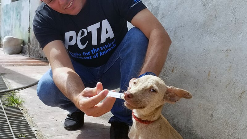 https://headlines.peta.org/wp-content/uploads/2021/08/Chichimila-Mexico-Spay-Neuter-a-thon.jpg