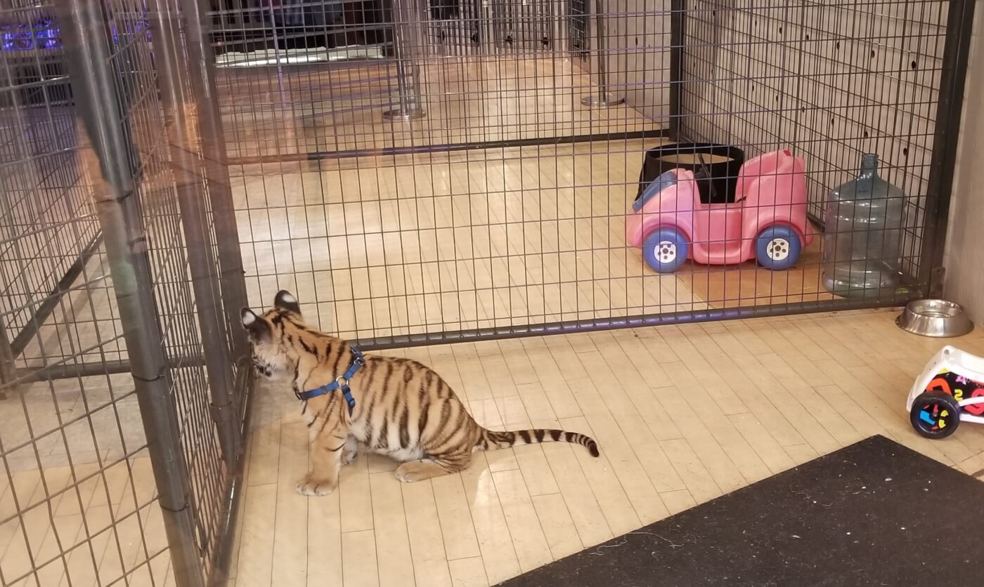 US government cracks down on letting zoo visitors play with lion