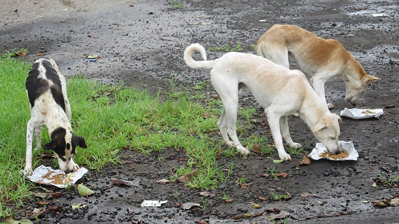 Animal Rahat feeds starving dogs in the Raigad district after flooding cut off their food supply.